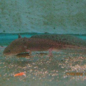 This is the 2nd lotl from the aquarium shot, in what I call a very green tank. Felt sorry for them, just wish I had the money to take them, but they w