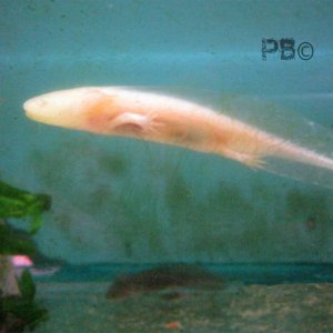 This one we found with 2 others at our local aquarium, can see the 2nd on the tank bottom.