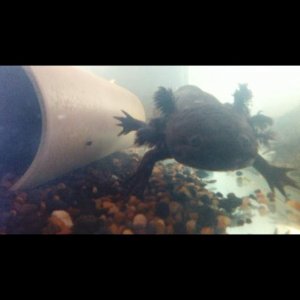Axolotl