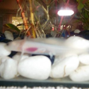 one of our baby axolotls