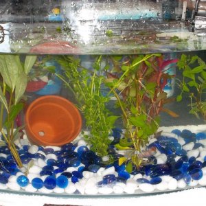 Our new tank.