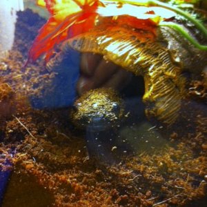 Little Foot today March 20, 2012.  One month that I have had him.  Enjoying his new home.