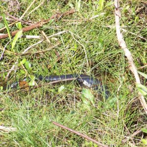 Amphiuma