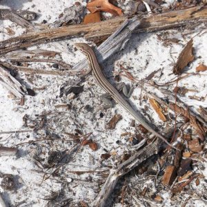 Six lined racerunner