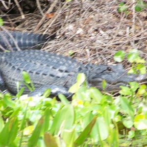 Gator
