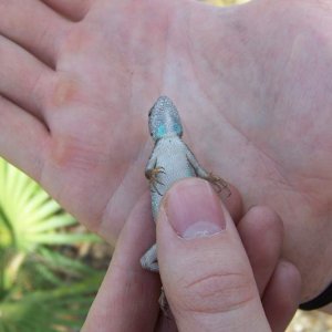 Florida scrub lizard