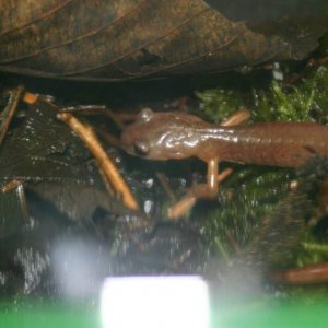 Ensatina hunting