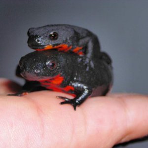 My Fire-belly newt couple. (female bottom). Died at 9 years of age due to presumably a late caught protozoan parasite.
