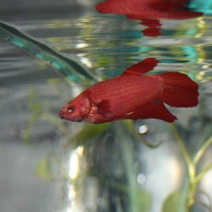 may not be an amphib, but I take pride in fish keeping. This is Corona my fiery gorgeous red betta. She lived with my newts for a while.