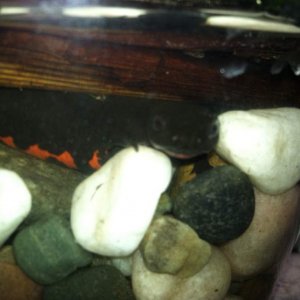 female fire belly climbing under a log