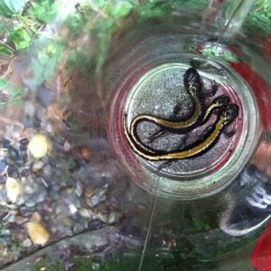 long toed salamanders (yellow-backed sals) a family of three that live in my window well.