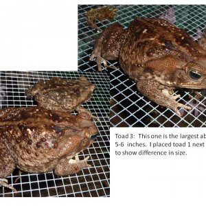 toad 3