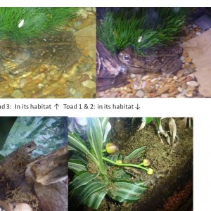 3 cane toads in tank