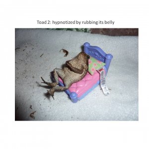 hypnotized cane toad