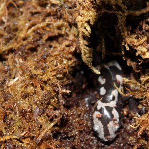 Brad, the coolest salamander in the world!