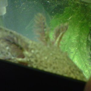Gills