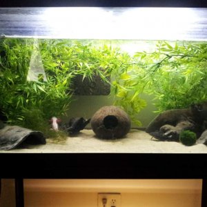 Upgraded 55 gallon