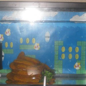 3/24/2012

a picture of her tank background. Her tank is very basic right now.