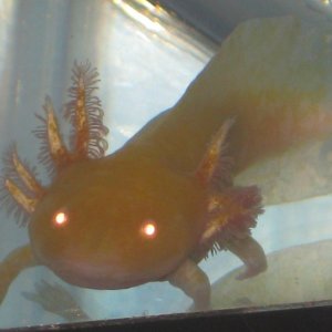 aww her cute little wierd gills :D