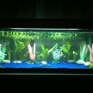 So far this is my tank! Just needs a hide out and an axolotl :)