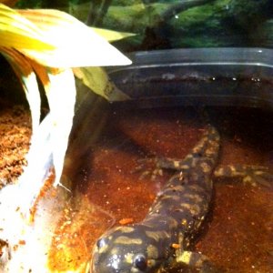Little Foot at 5 weeks.  Enjoying a little swim.