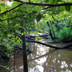 There were turtles on the log, but i scared them :3