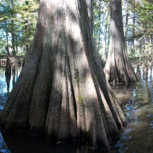 Look at that cypress trunk!