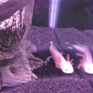 leucistic wanders :D