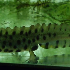young male (1.5 yrs) in his first crest