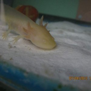 Looking ever so cute while bottom feeding. Hes in pursuit of the elusive daphnia that have been eaten and possibly a few left.
