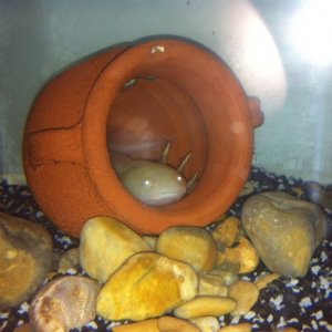 Darnell in his little home.