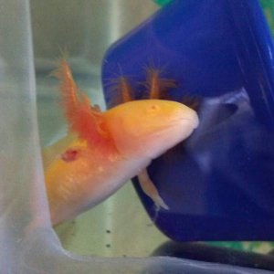 My new axie Pinky. Bought him with a missing arm from a tank mate. Its growing back nicely.