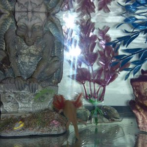 Pinky checking out his new home. ;)