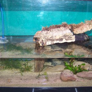 Cynops cyanurus