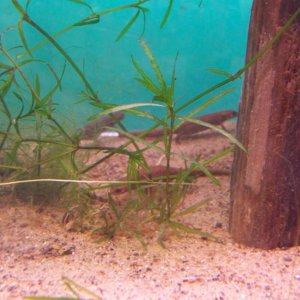 Cynops cyanurus