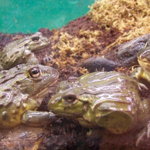 Pyxicephalus adspersus