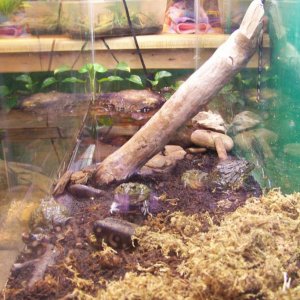 Length view of 40 breeder African Bullfrog tank