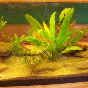 Axolotls