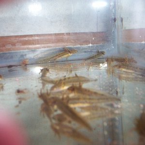 some of my larvae