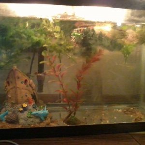 their tank, its a bit dirty right now, but they spend a lot of time in the plants