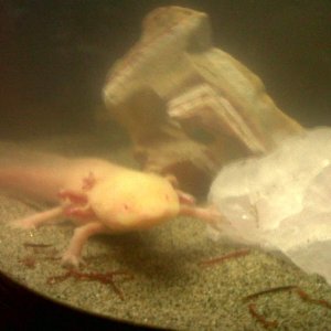 My Old Albino