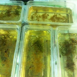 Rearing the Golden Mantella tadpoles