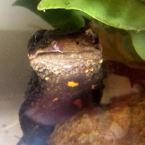 warty1