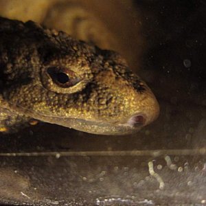 warty2