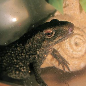warty3