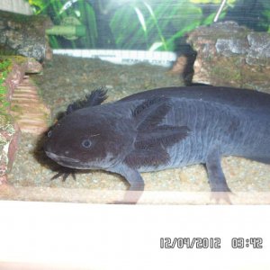 garbo - black