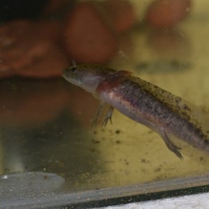 Platanna and axoliti 058