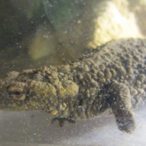 warty01