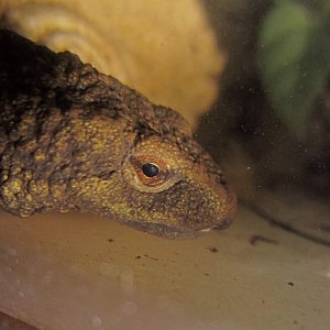 warty02