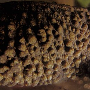 warty03